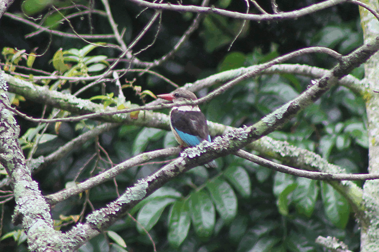 brown-hooded kingfisher