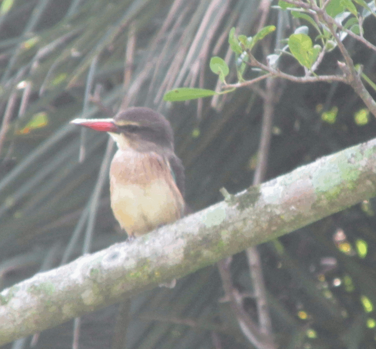 brown-hooded kingfisher