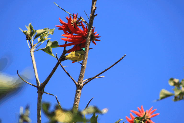 Collared Sunbird