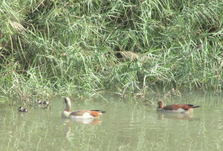 egyptian goose