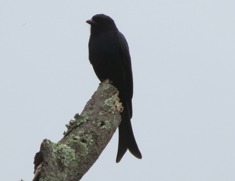 fork-tailed drongo