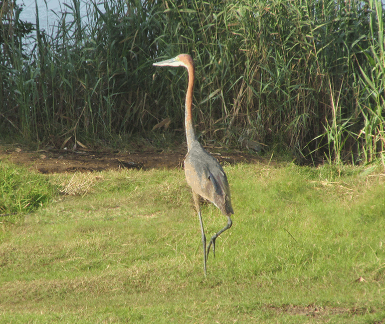 Goliath Heron Bird of South Africa