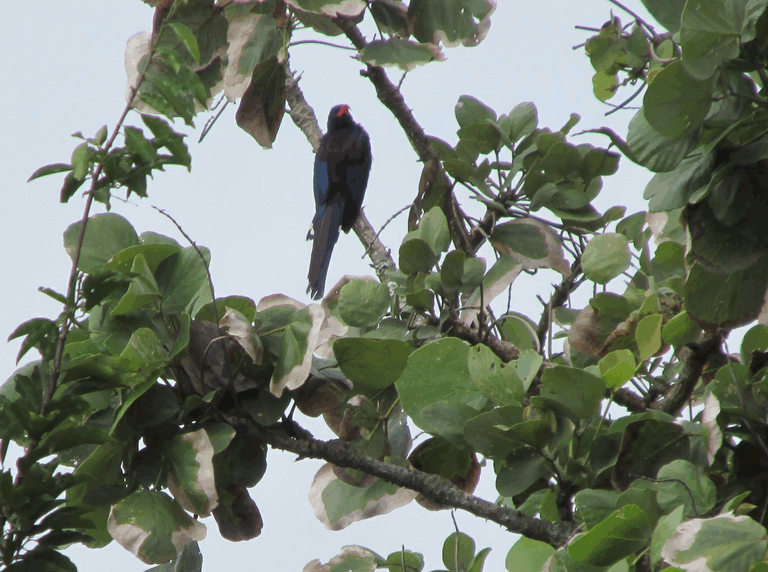 green-woodhoopoe