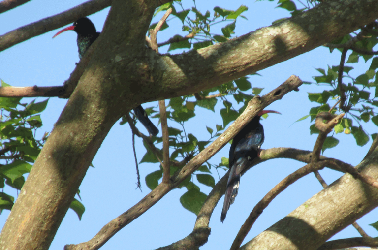 green-woodhoopoe