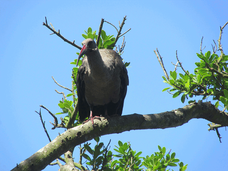 hadedah ibis