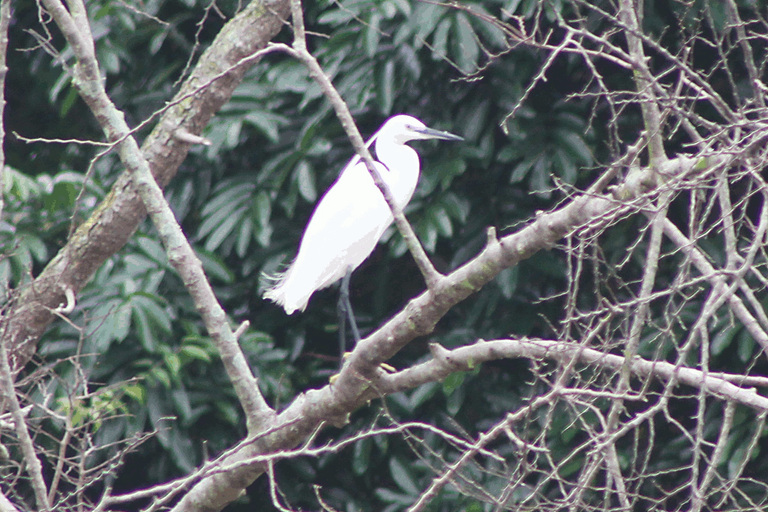 little egret