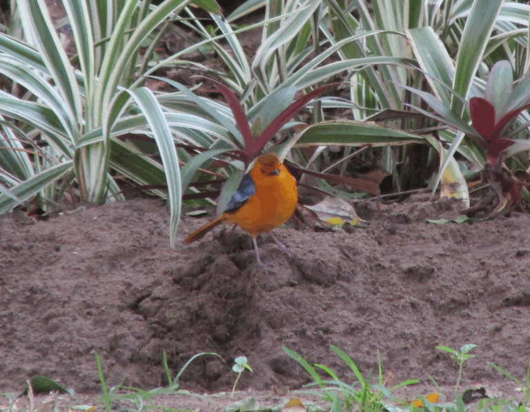 Red-capped Robin chat