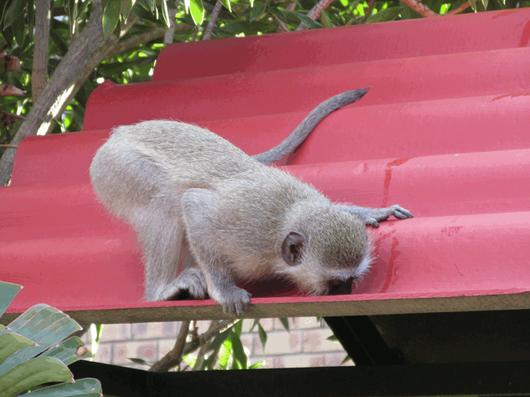 Vervet Monkey