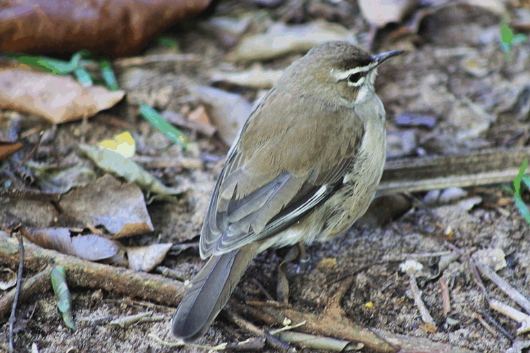 White-browed scrub Robin