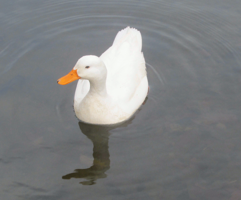 White Pekin Duck