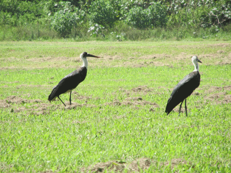 woolley-necked stork