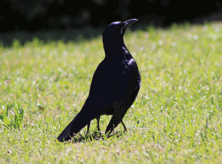 Red-winged starling