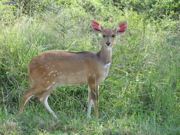 Bushbuck