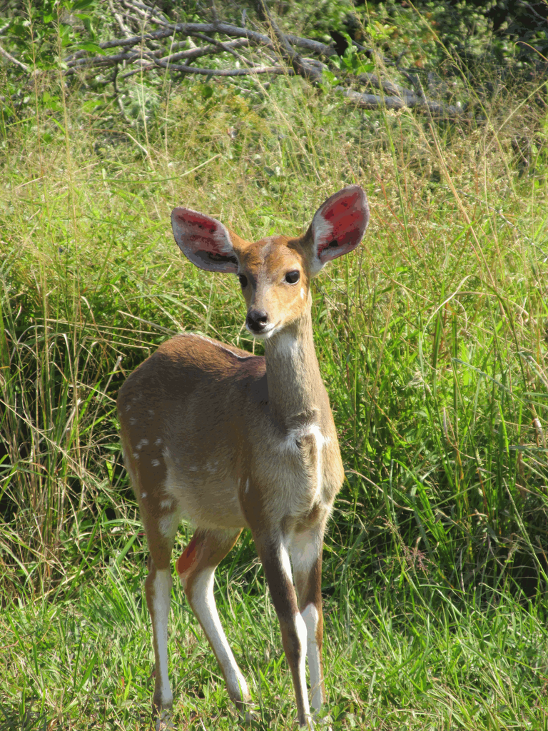 Bushbuck