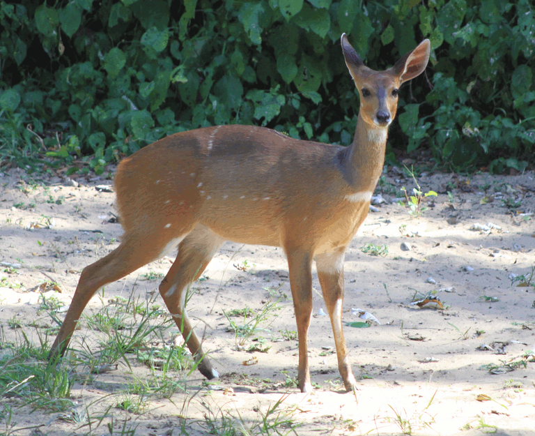 Bushbuck