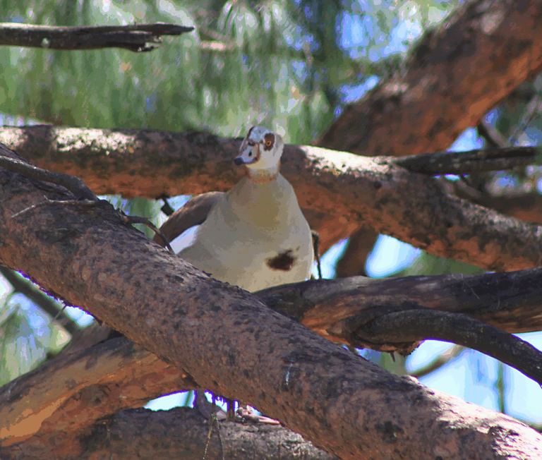 Egyptian Goose