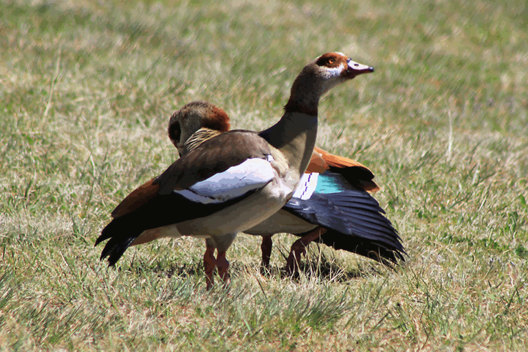 Egyptian Goose