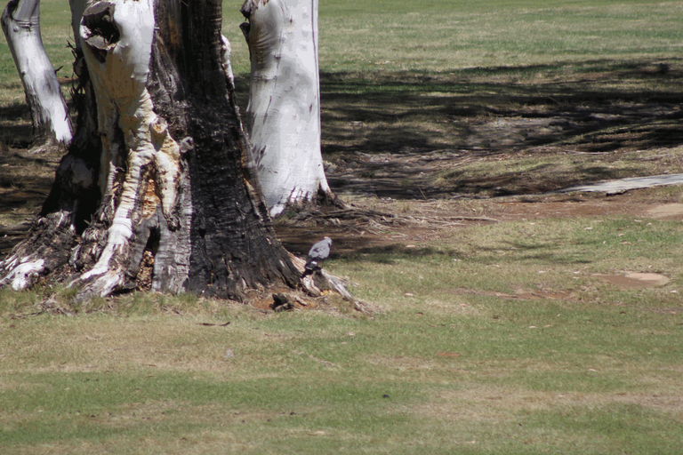 Gabar goshawk