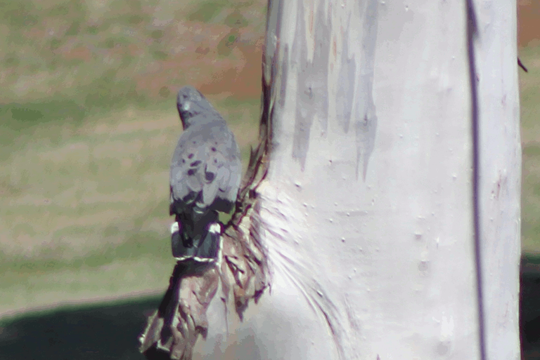 Gabar goshawk