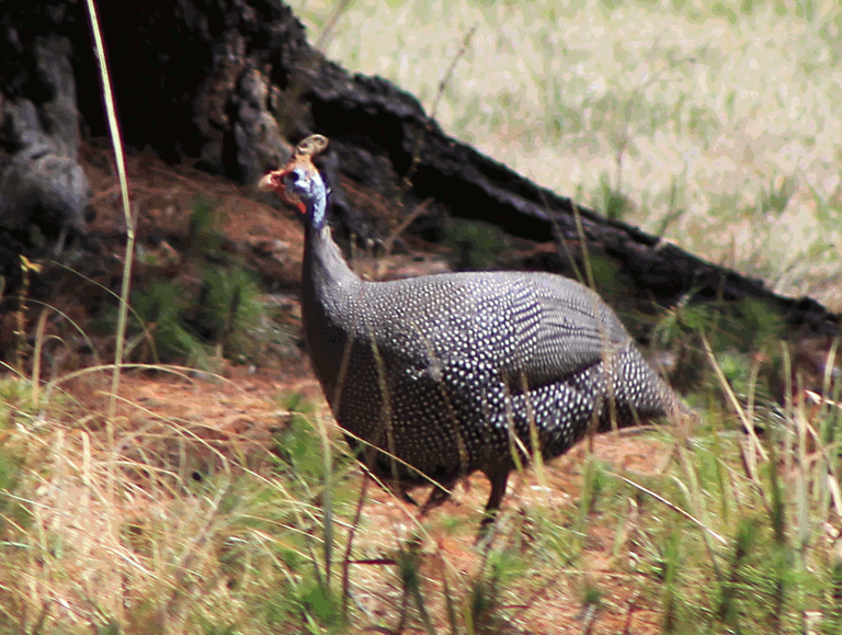 Guineafowl