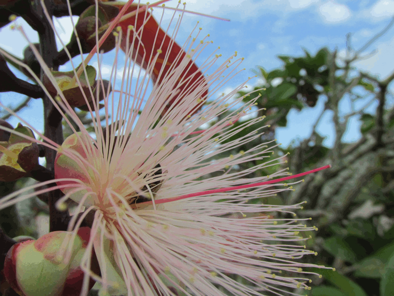 Powderpuff Tree