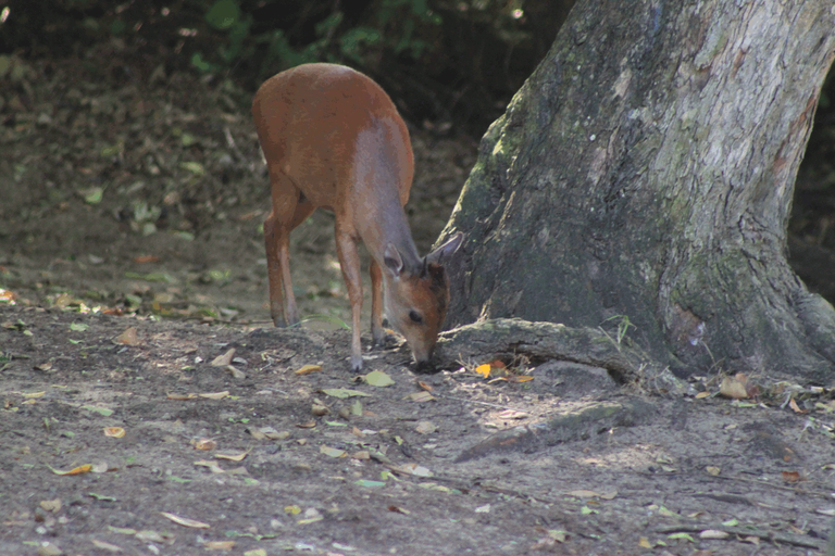 Red duiker