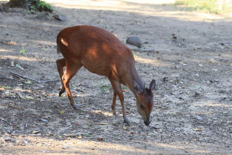 Natal Red Duiker