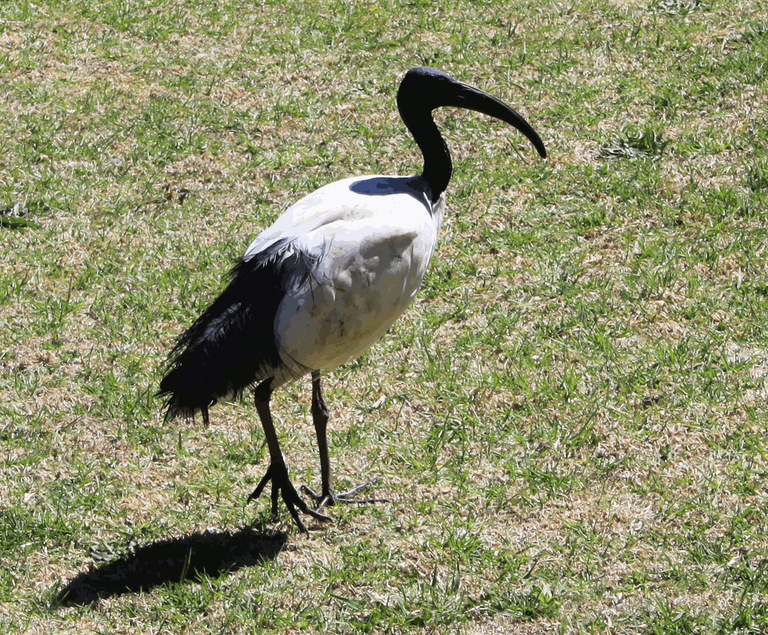 Sacred ibis