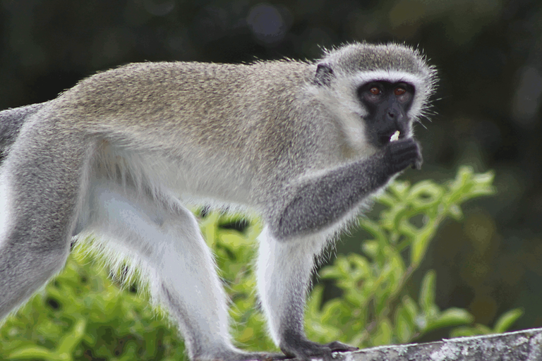 Vervet Monkey