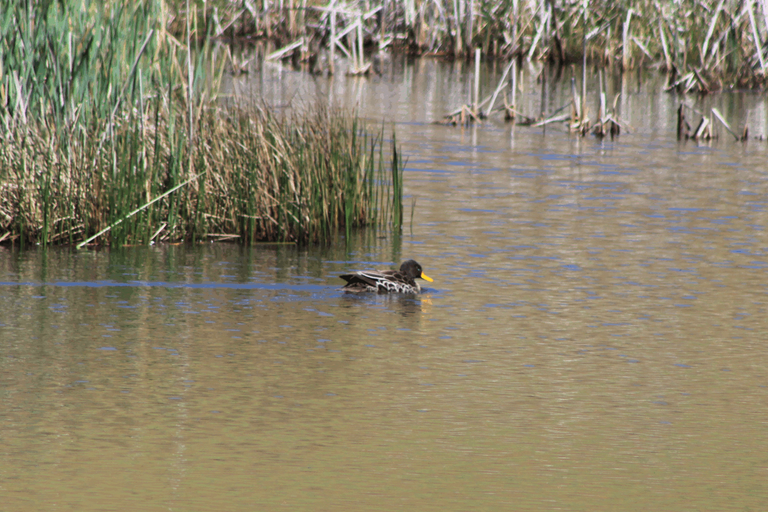 Yellow-billed duck