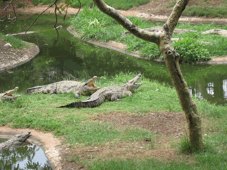 Crocodiles in CrocWorld