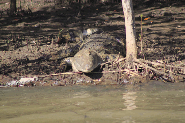 St Lucia Crocodile