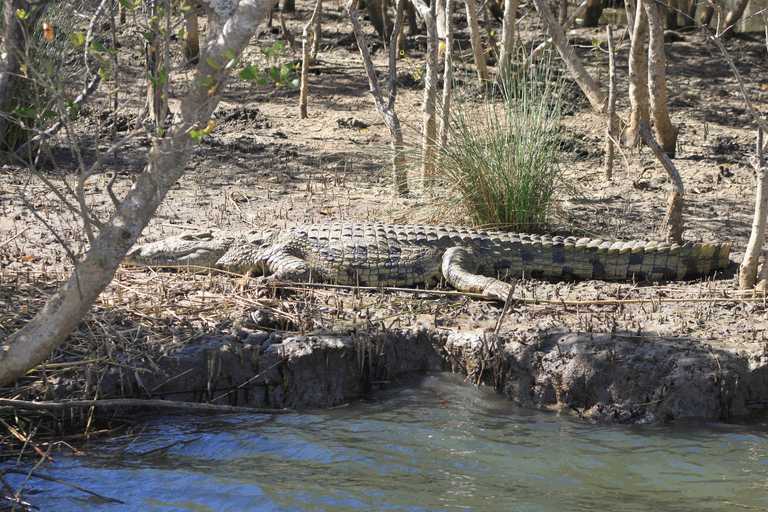 African Nile Crocodile