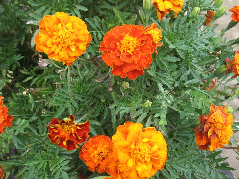 Marigolds