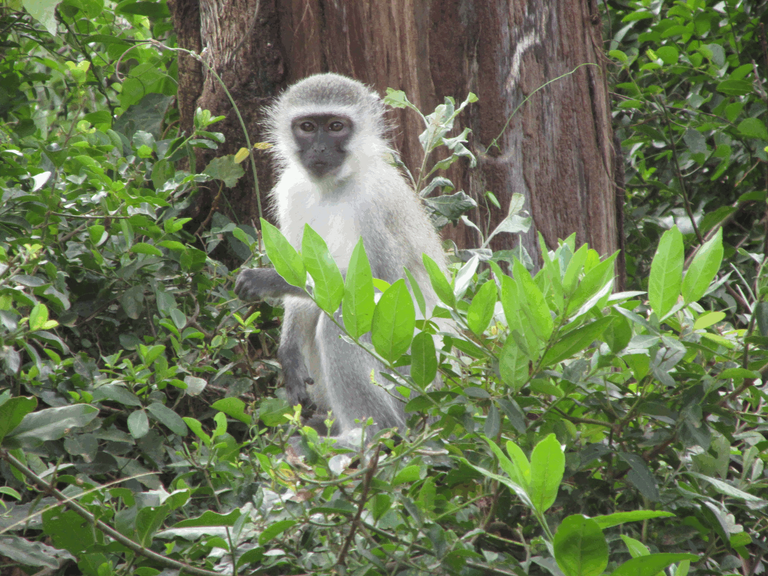 Samango Monkey