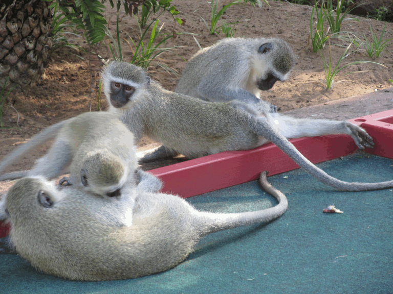 Vervet monkeys