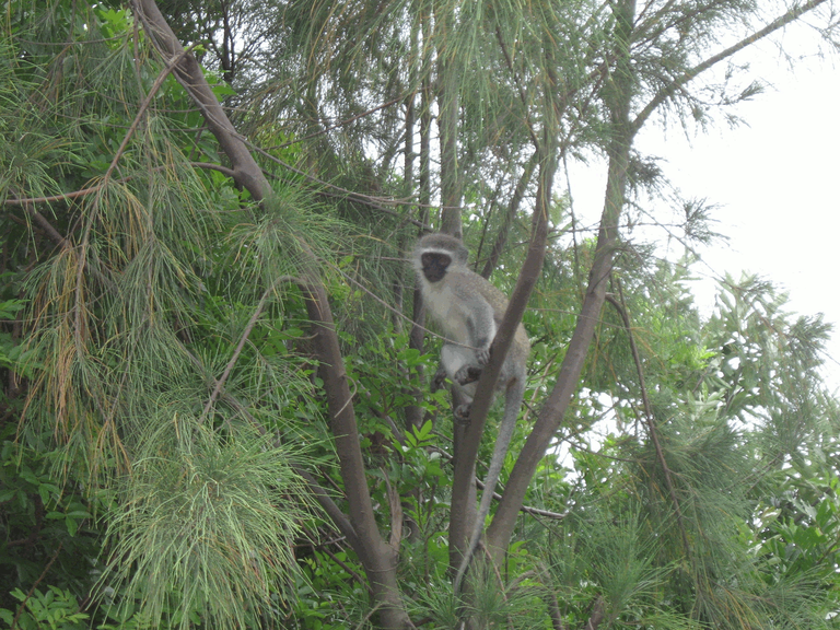 Vervet monkey