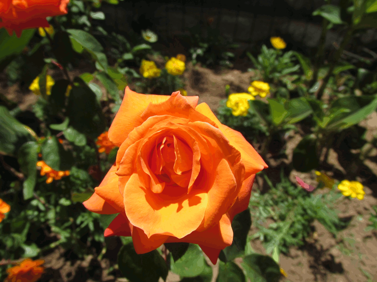 Orange Rose