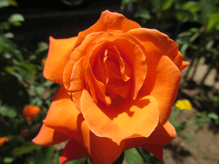 Orange Rose