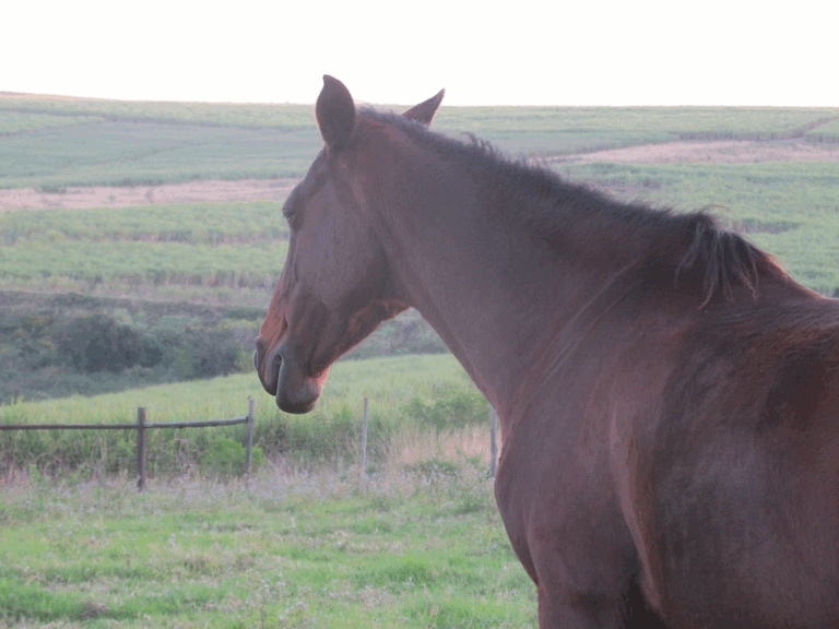 Horse - Sugar Cane Fields