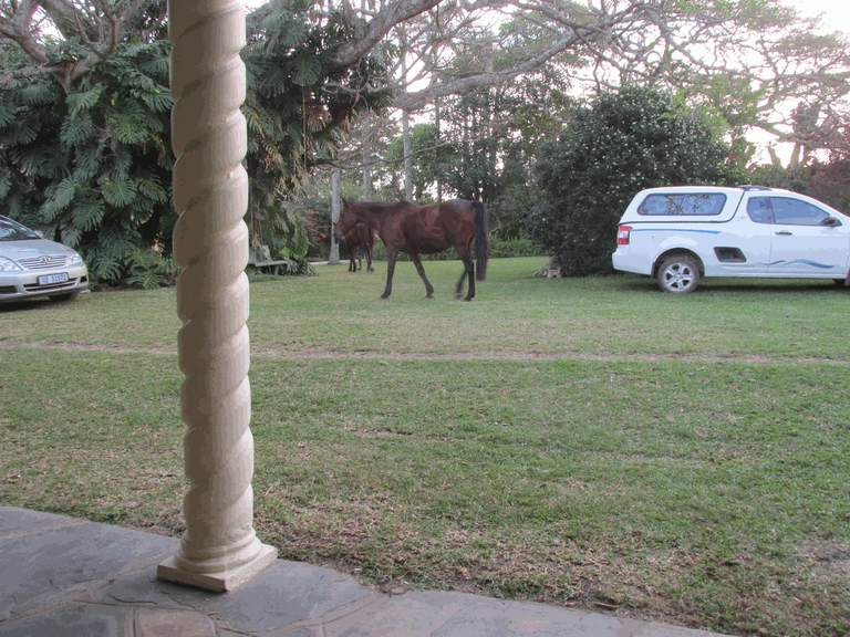 Horses coming in