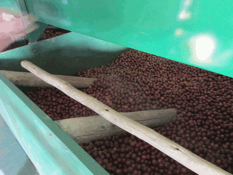 Macadamia Nut Drying Process