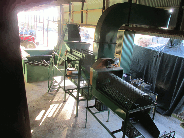 Part of Macadamia Nut Sorting