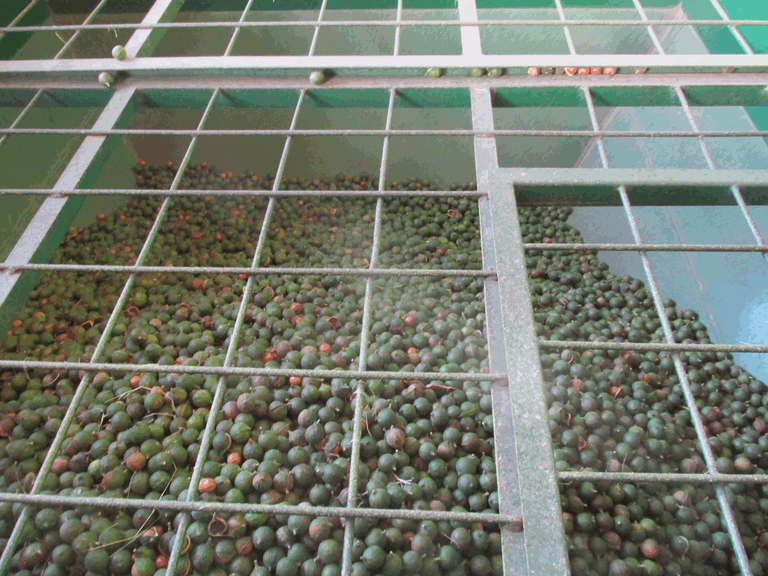 Macadamia Nut Process