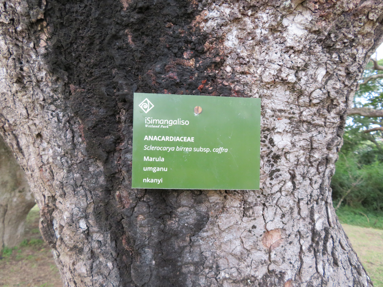 Marula Tree