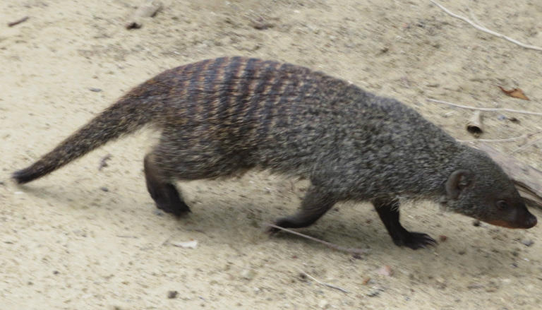 Banded Mongoose