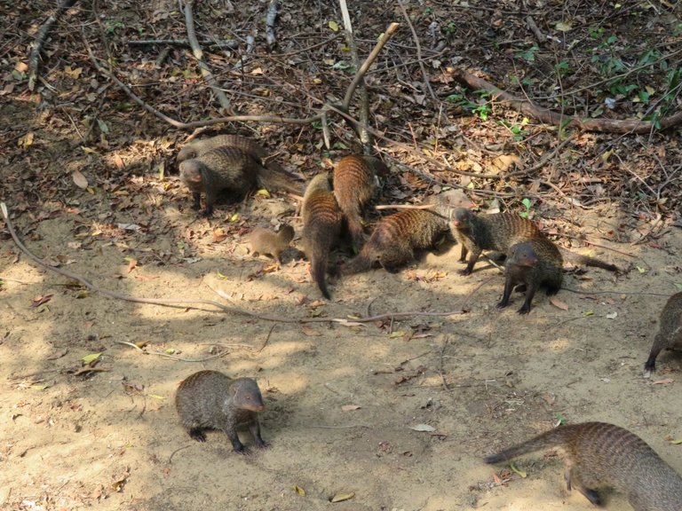 Banded mongoose