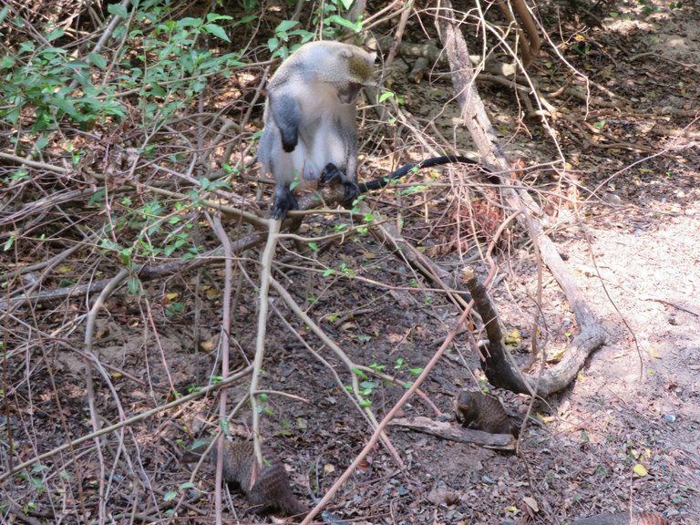 Banded Mongoose - Samango Monkey