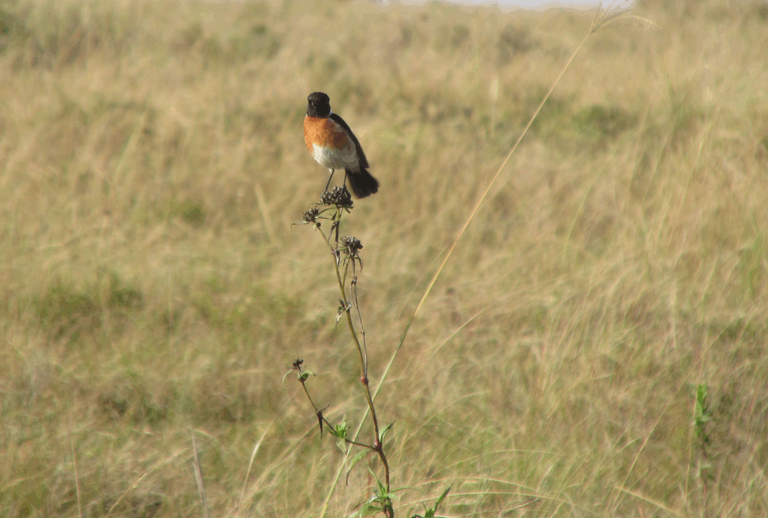 African Stonechat Bird