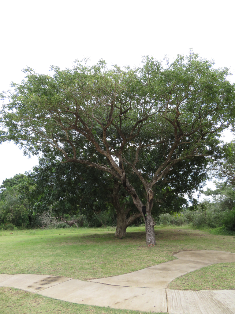 Marula Tree